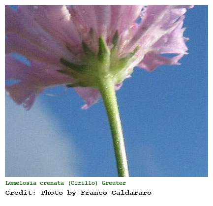 Lomelosia crenata (Cirillo) Greuter & Burdet subsp. crenata